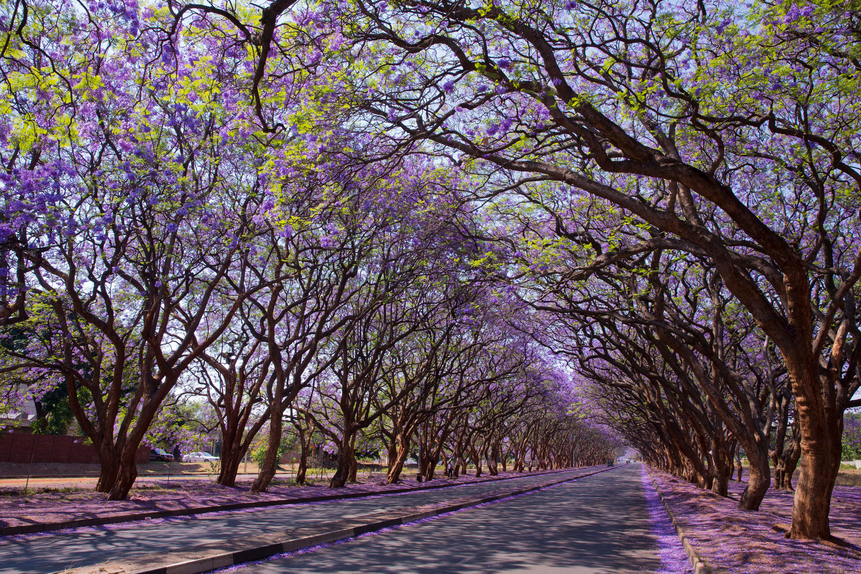 Jacaranda trees in Harare